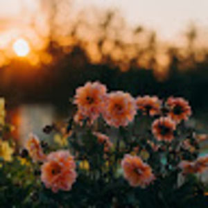 Meet your Posher, Isabella